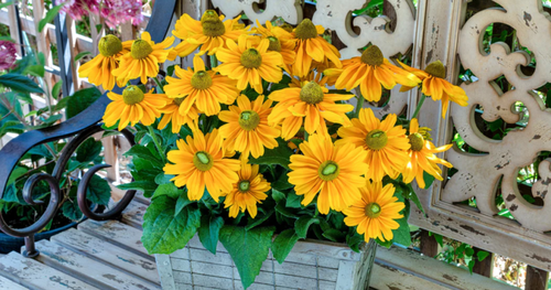 Black Gold Year of the Rudbeckia Giveaway